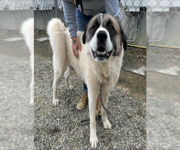 Medium Photo #2 Akita-Great Pyrenees Mix Puppy For Sale in Palmetto, FL, USA
