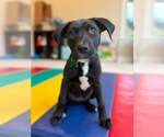 Small #6 Labrador Retriever Mix