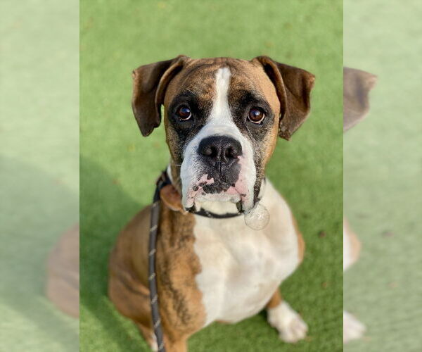 Medium Photo #5 Boxer Puppy For Sale in Austin, TX, USA