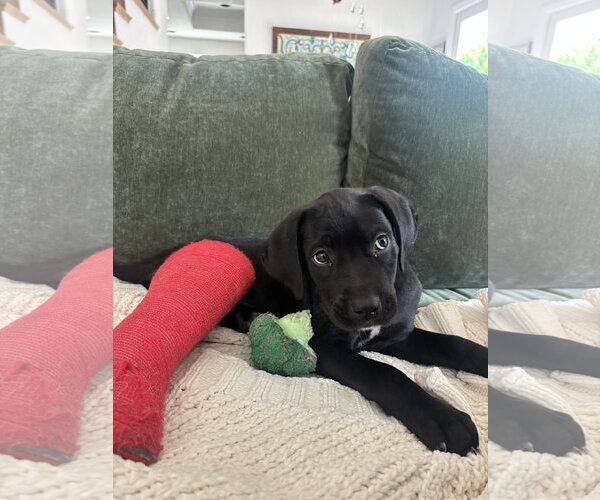 Medium Photo #4 Labrador Retriever-Unknown Mix Puppy For Sale in San Diego, CA, USA