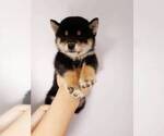 Small Photo #6 Shiba Inu Puppy For Sale in SAN JOSE, CA, USA