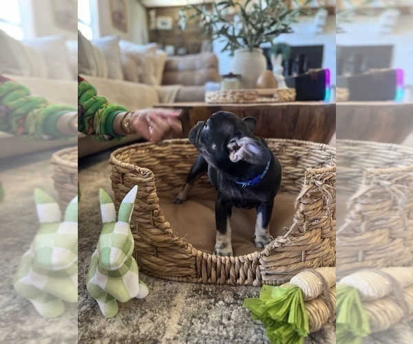 Medium Photo #15 French Bulldog Puppy For Sale in BONNEAU, SC, USA