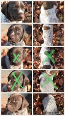 German Shorthaired Pointer Puppy for sale in NEWNAN, GA, USA