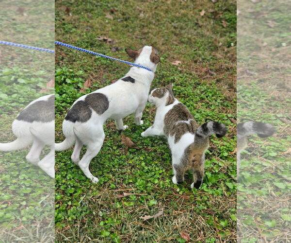 Medium Photo #4 Rat Terrier-Shiba Inu Mix Puppy For Sale in Wakefield, RI, USA