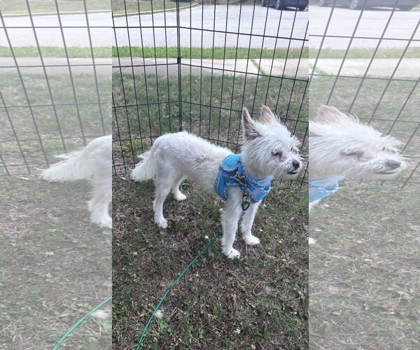 Medium Photo #3 Mutt Puppy For Sale in Holly Springs, NC, USA