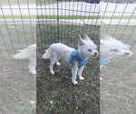 Small #2 Mutt