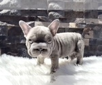 Small #2 French Bulldog
