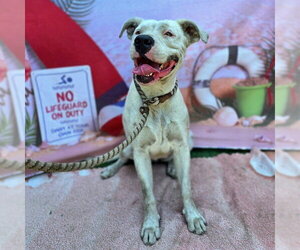 American Pit Bull Terrier-Unknown Mix Dogs for adoption in Long Beach, CA, USA