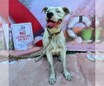 Small American Pit Bull Terrier Mix