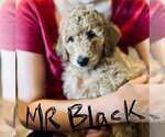 Small Photo #4 Goldendoodle (Miniature) Puppy For Sale in RUSSELLVILLE, MO, USA
