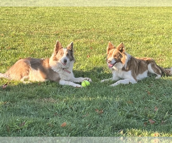 Medium Photo #1 Border Collie Puppy For Sale in JACKSON SMT, PA, USA