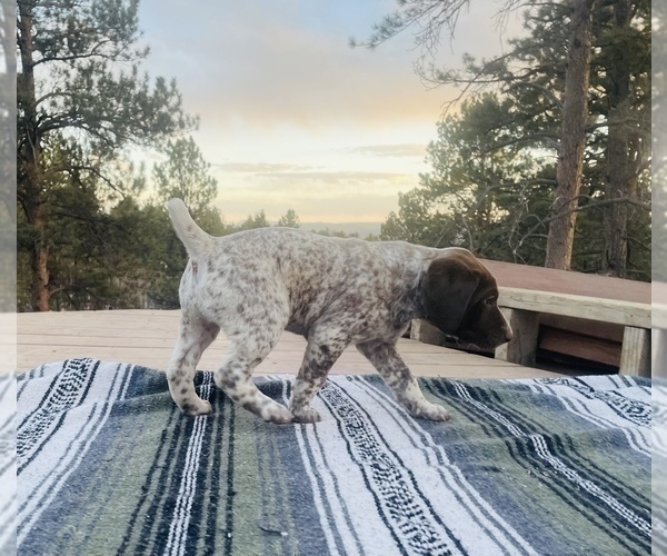 Medium Photo #16 German Shorthaired Pointer Puppy For Sale in WOODLAND PARK, CO, USA