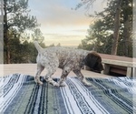 Small Photo #16 German Shorthaired Pointer Puppy For Sale in WOODLAND PARK, CO, USA