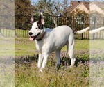 Small #3 Mutt