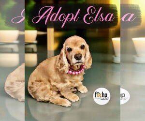 Cocker Spaniel Dogs for adoption in Menifee, CA, USA