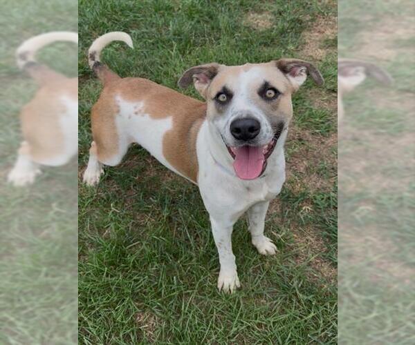 Medium Photo #2 Anatolian Shepherd-Unknown Mix Puppy For Sale in Conroe, TX, USA