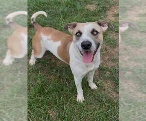 POGO - Male Anatolian Shepherd-Unknown Mix Dog for Adoption - Photo #2