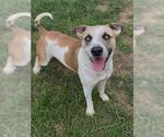 Small Photo #2 Anatolian Shepherd-Unknown Mix Puppy For Sale in Conroe, TX, USA