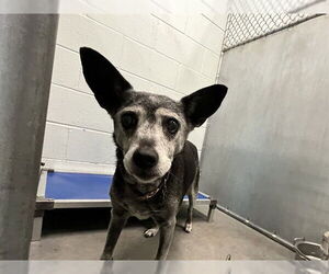 Rat Terrier-Unknown Mix Dogs for adoption in Tavares, FL, USA