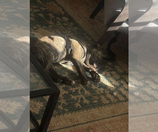 Medium Photo #3 Mutt Puppy For Sale in Mount Pleasant, SC, USA