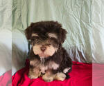 Image preview for Ad Listing. Nickname: the morkies