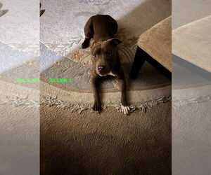 ALLEN J - Male Mutt Dog for Adoption - Photo #2