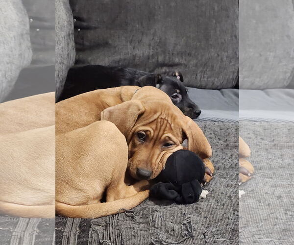 Medium Photo #2 Mutt Puppy For Sale in Plainfield, IL, USA