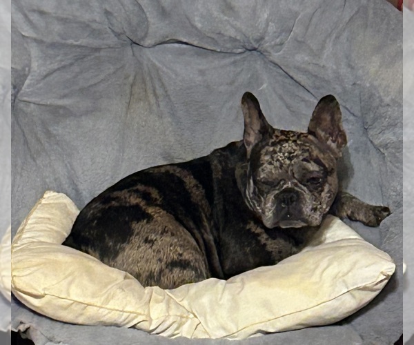 Medium Photo #1 French Bulldog Puppy For Sale in CORDOVA, AL, USA