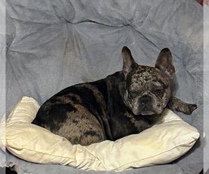 Mother of the French Bulldog puppies born on 01/14/2026