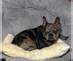 Small Photo #1 French Bulldog Puppy For Sale in CORDOVA, AL, USA
