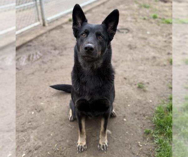 Medium Photo #3 German Shepherd Dog Puppy For Sale in Modesto, CA, USA