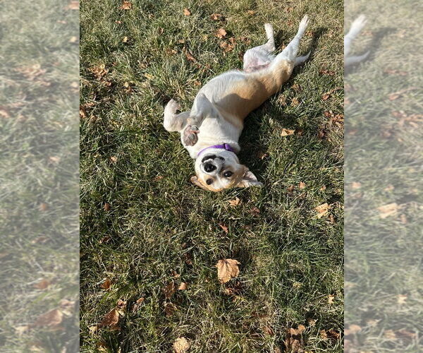 Medium Photo #2 Beagle-Unknown Mix Puppy For Sale in Salt Lake City, UT, USA