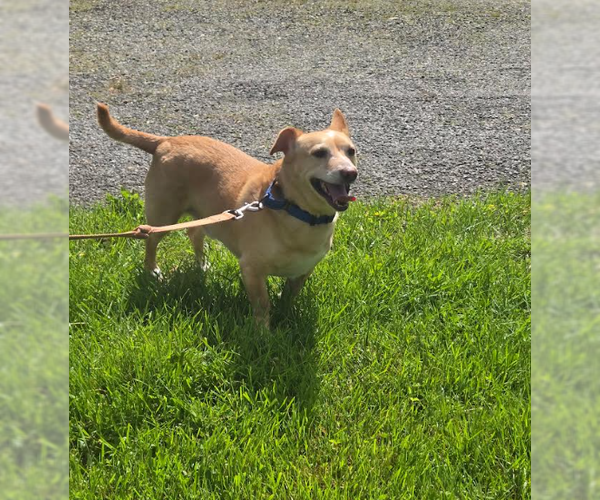 Medium Photo #5 Chiweenie Puppy For Sale in Cranston, RI, USA