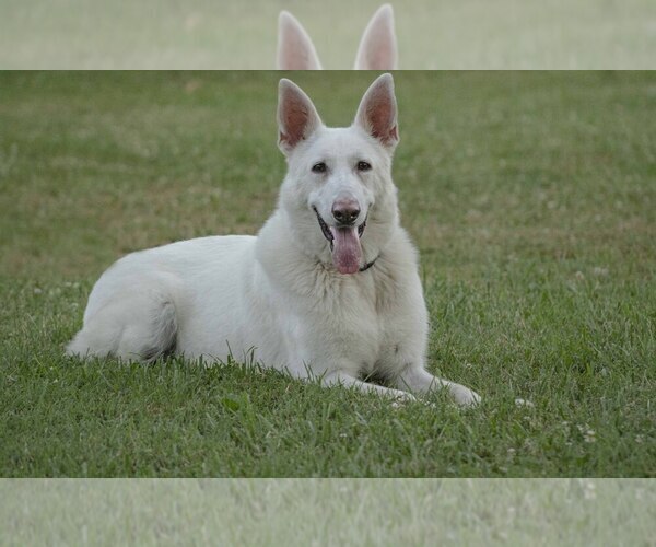 Medium Photo #1 German Shepherd Dog Puppy For Sale in FAIR GROVE, MO, USA