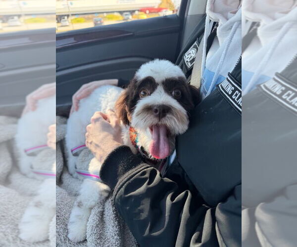 Medium Photo #2  Puppy For Sale in , 