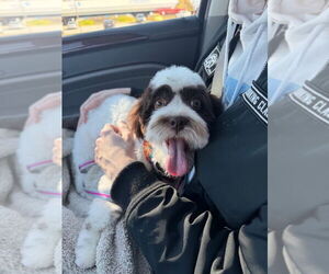 Havanese Dogs for adoption in Fort Wayne, IN, USA