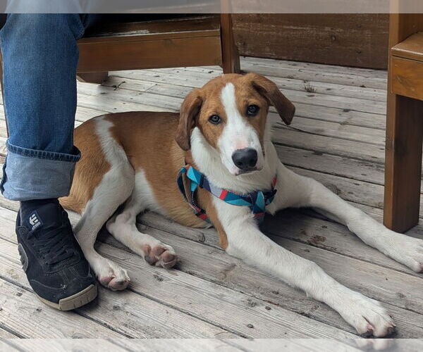 Medium Photo #4 Aussiedor Puppy For Sale in Bellevue, WA, USA