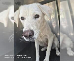Siberian Husky-Unknown Mix Dogs for adoption in San Antonio, TX, USA