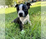Image preview for Ad Listing. Nickname: Mia