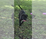 Small #1 Mutt