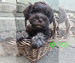 Boy - Male Schnauzer (Miniature) Puppy for Sale - Small photo
