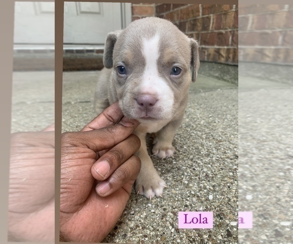Medium Photo #6 American Bully Puppy For Sale in BURLESON, TX, USA