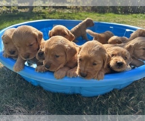 Golden Retriever Puppy for sale in BATTLE GROUND, WA, USA