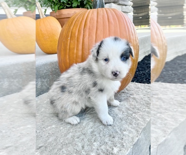 Medium Photo #3 Australian Shepherd Puppy For Sale in LODA, IL, USA