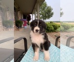 Puppy Puppy 5 Australian Shepherd