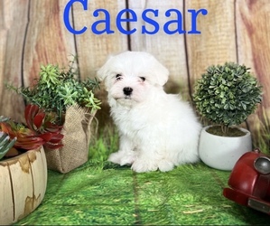Maltese Puppy for Sale in ROYSE CITY, Texas USA