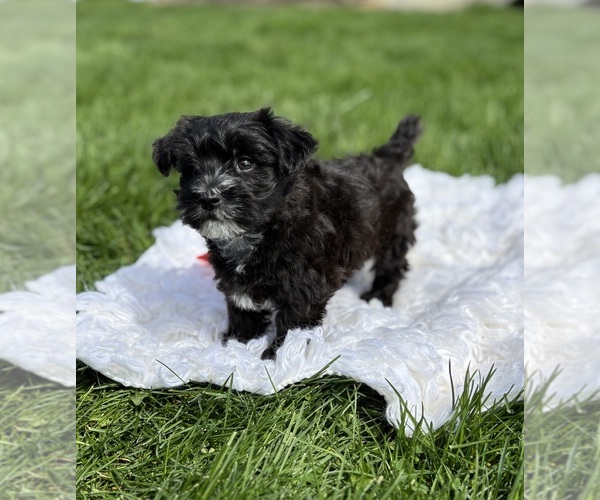 Medium Photo #4 Morkie Puppy For Sale in ROCK STREAM, NY, USA