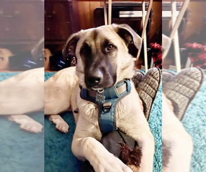 Anatolian Shepherd-Great Pyrenees Mix Dogs for adoption in Candler, NC, USA