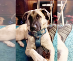 Small Photo #1 Anatolian Shepherd-Great Pyrenees Mix Puppy For Sale in Candler, NC, USA