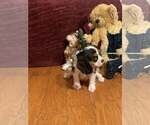 Small Cavalier King Charles Spaniel